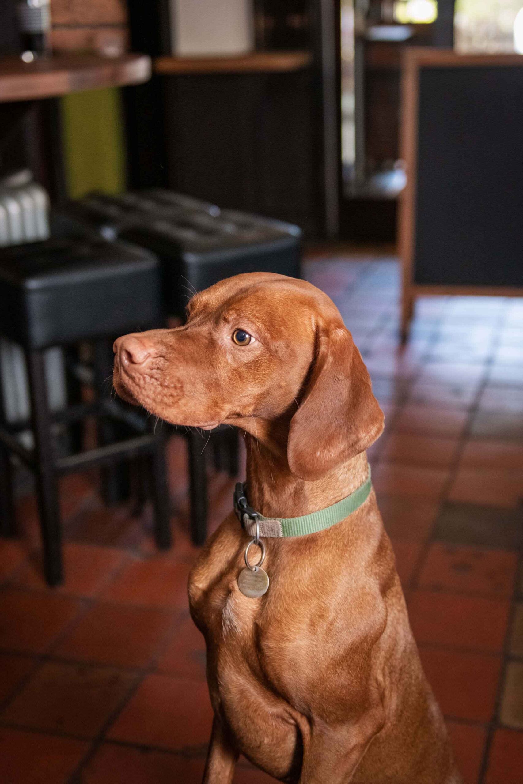 A dog at Oxton Bar